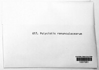 Uredo ranunculacearum image